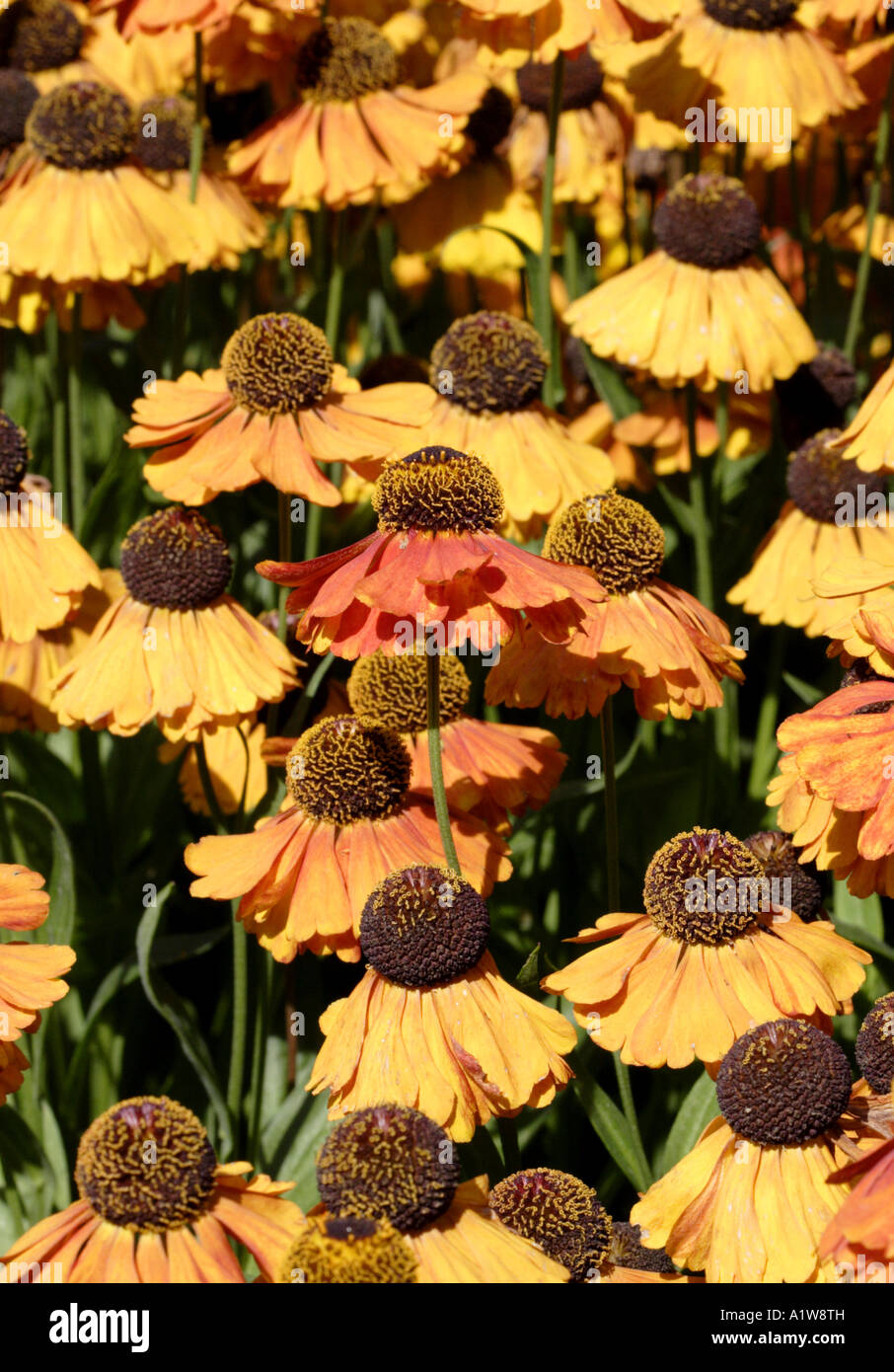 Helenium cultivar hires stock photography and images Alamy