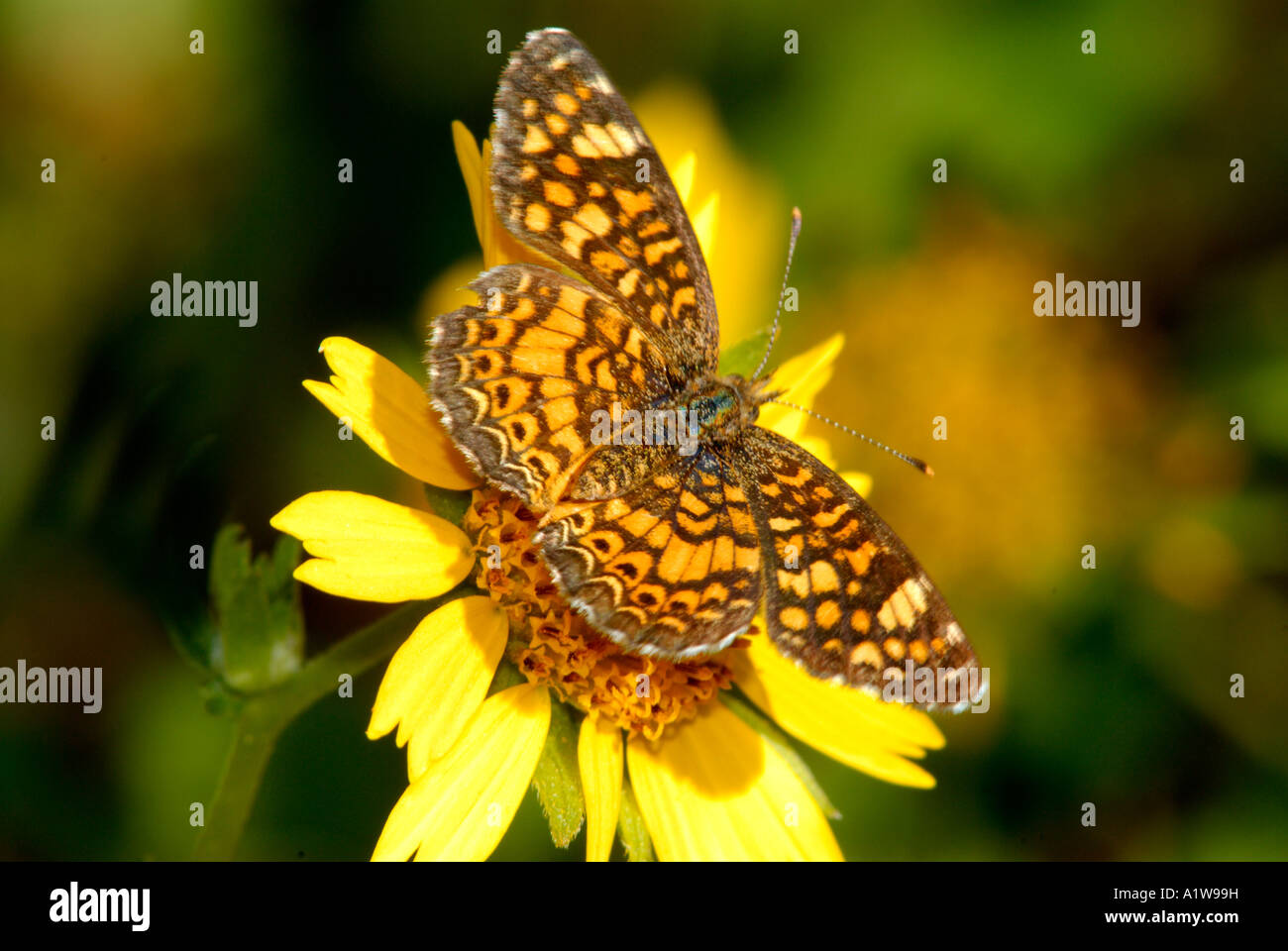 Variegated fririllary. euptoieta claudia butterfly. Most butterflies ...