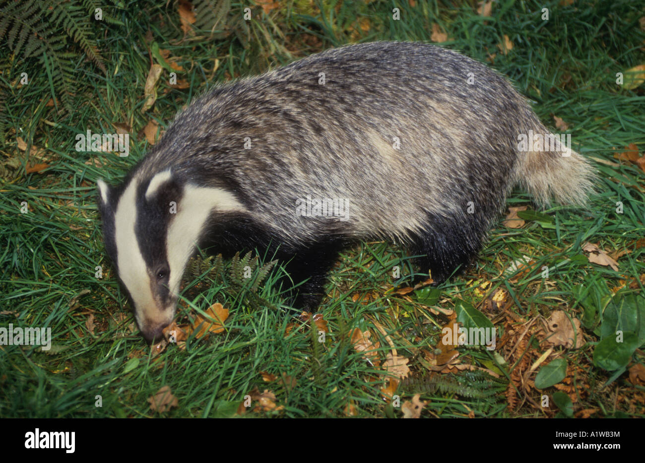 Female Adult Badger Searching For Food (Meles meles). Stock Photo