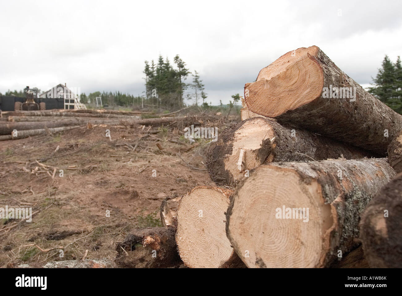 Clean Cut Logging Clearcut logging site Stock Photo - Alamy