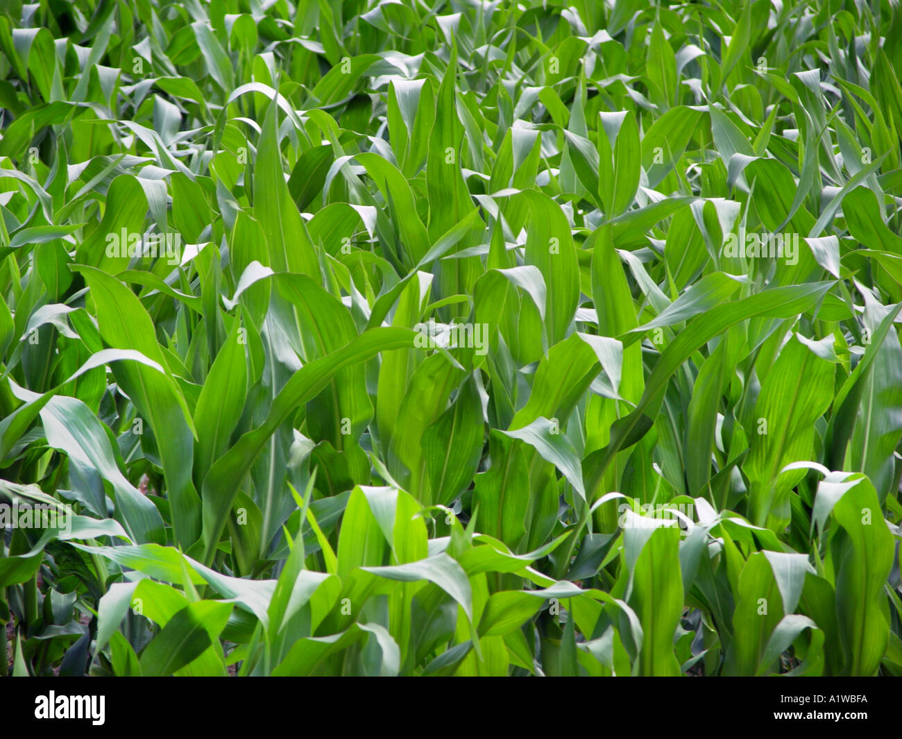 maize plants mais indian corn field cob  Stock Photo
