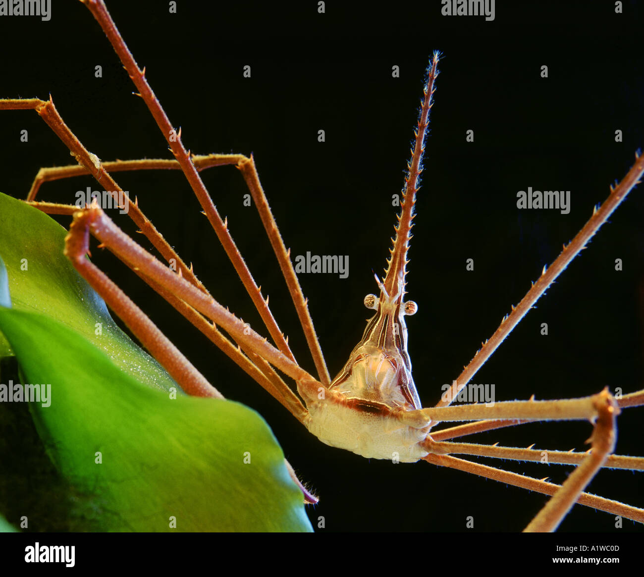 Arrowhead Stenorhynchus seticornis yellowline arrow SPIDER crab Arthropoda Malacostraca Decapoda Pleocyemata Majidae Stock Photo