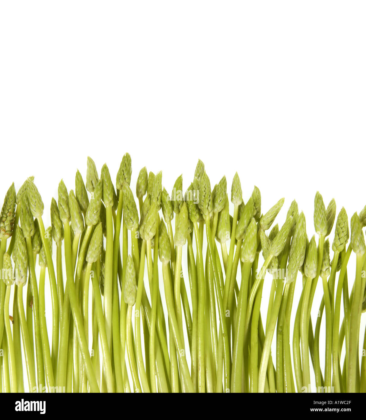 fresh wild asparagus from France small thin Spargel  Stock Photo