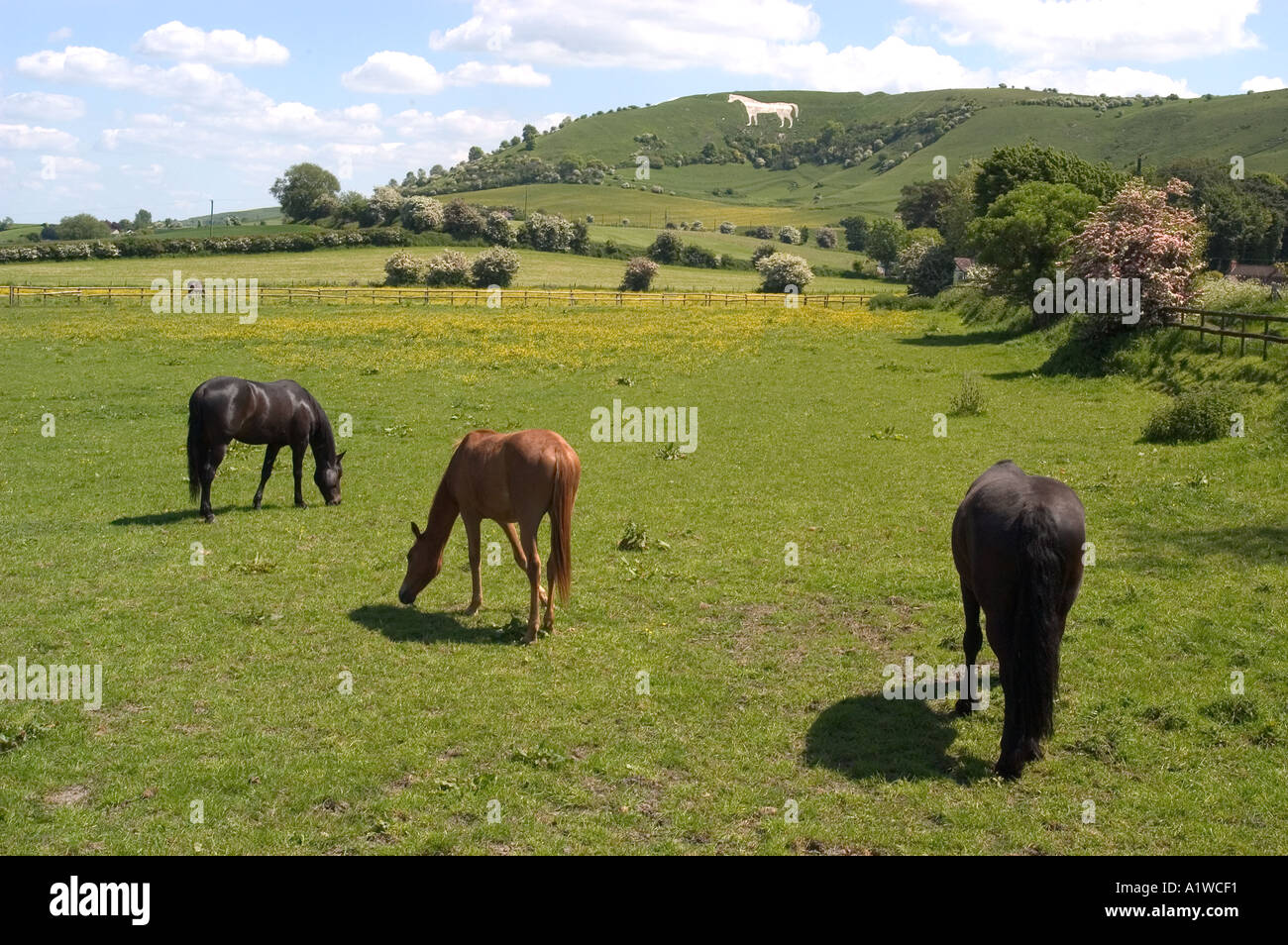 Horses in field in front of Westbury White Horse Hill Wiltshire UK Stock Photo