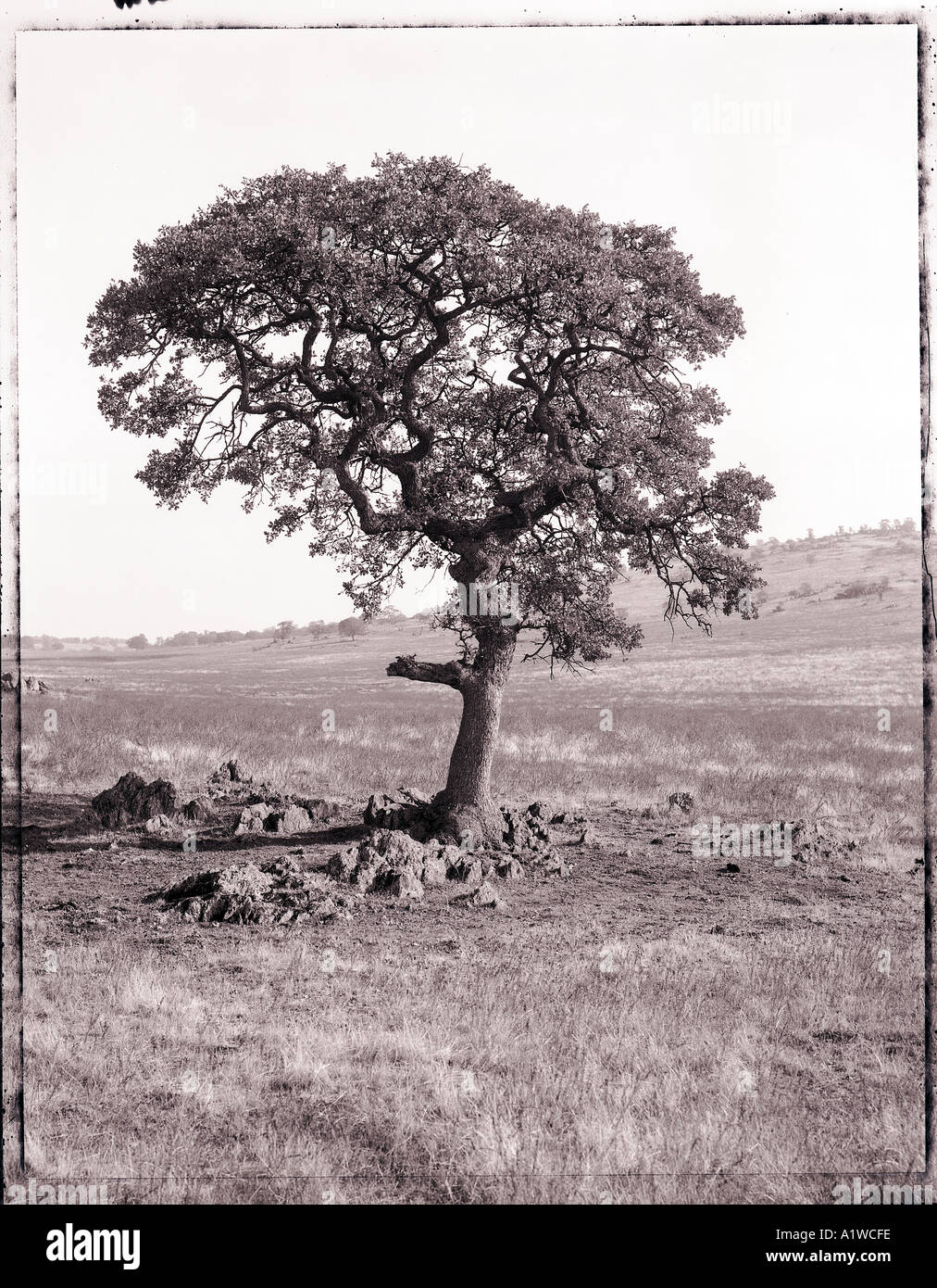 black and white image of oak tree in california Stock Photo - Alamy
