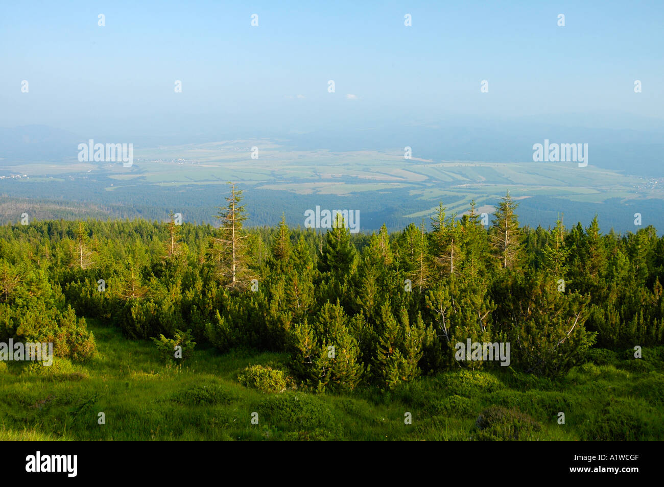 Dwarf pine forest area around  Krivan, High Tatra Mountains, Slovakia, Europe Stock Photo