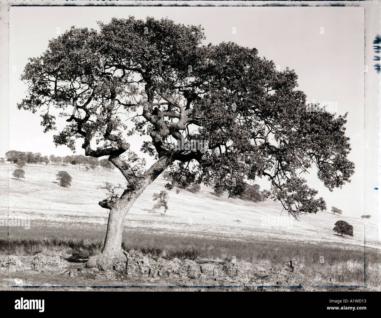 black and white image of oak tree in california Stock Photo - Alamy