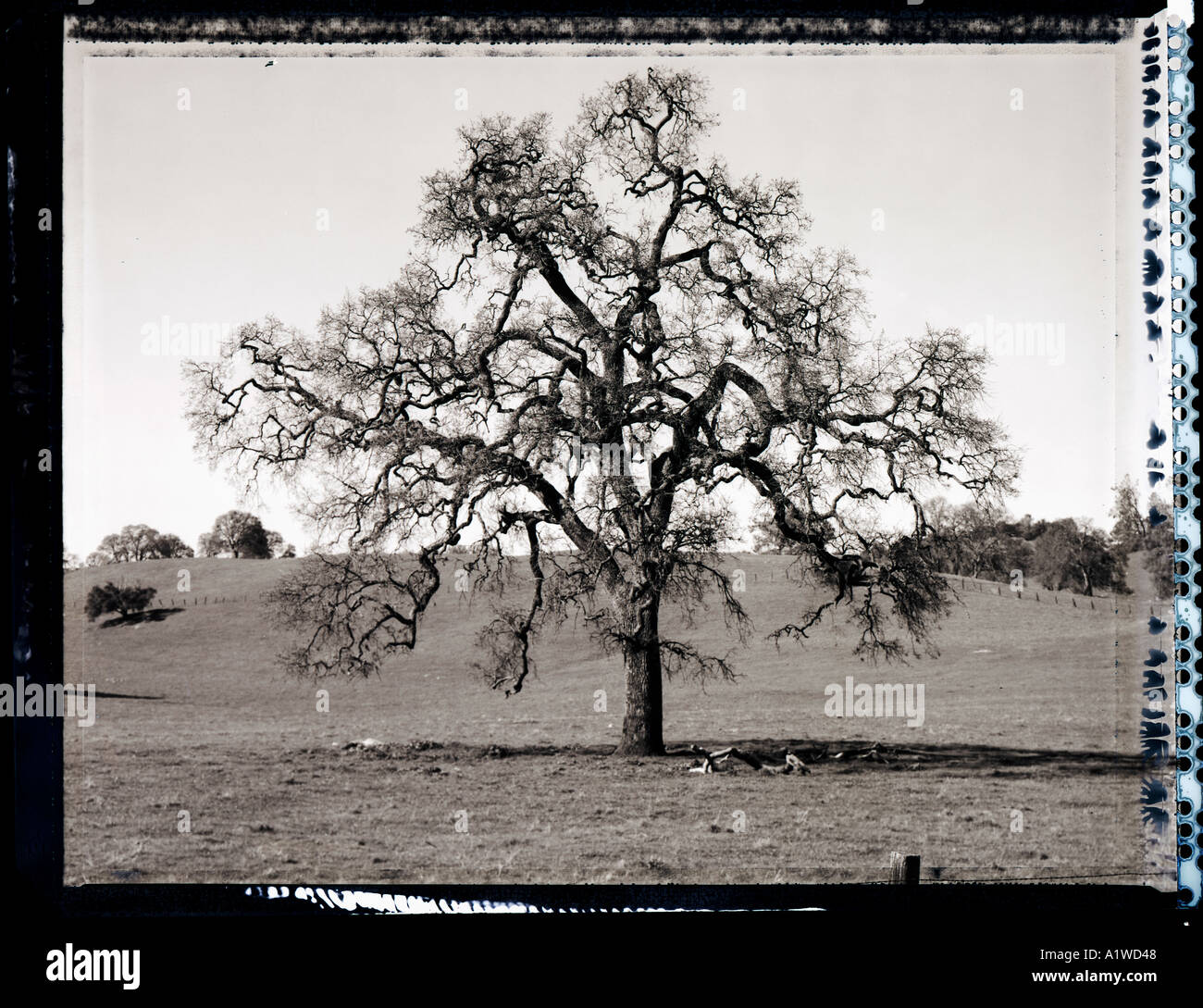 black and white image of oak tree in california Stock Photo - Alamy