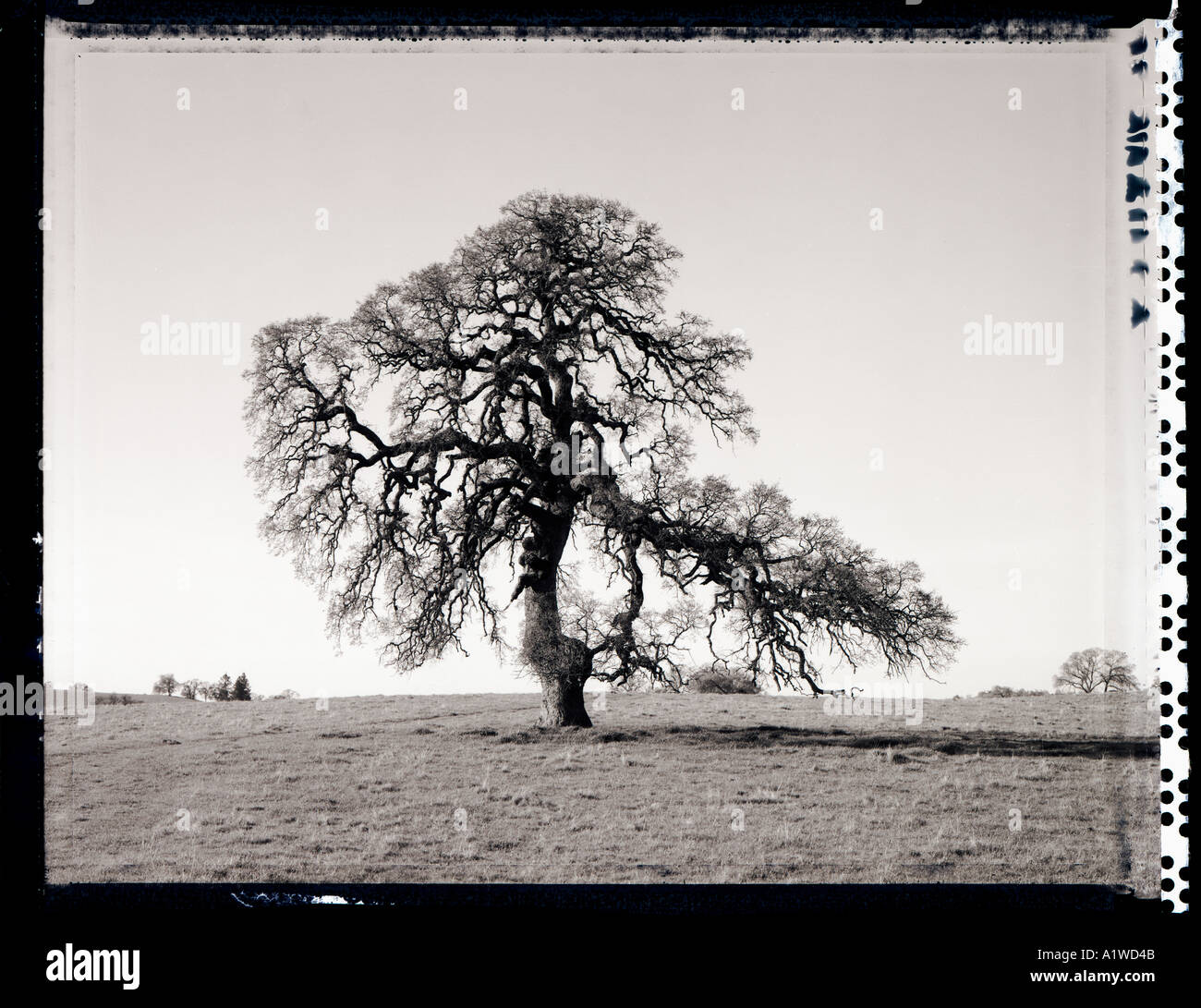 black and white image of oak tree in california Stock Photo - Alamy