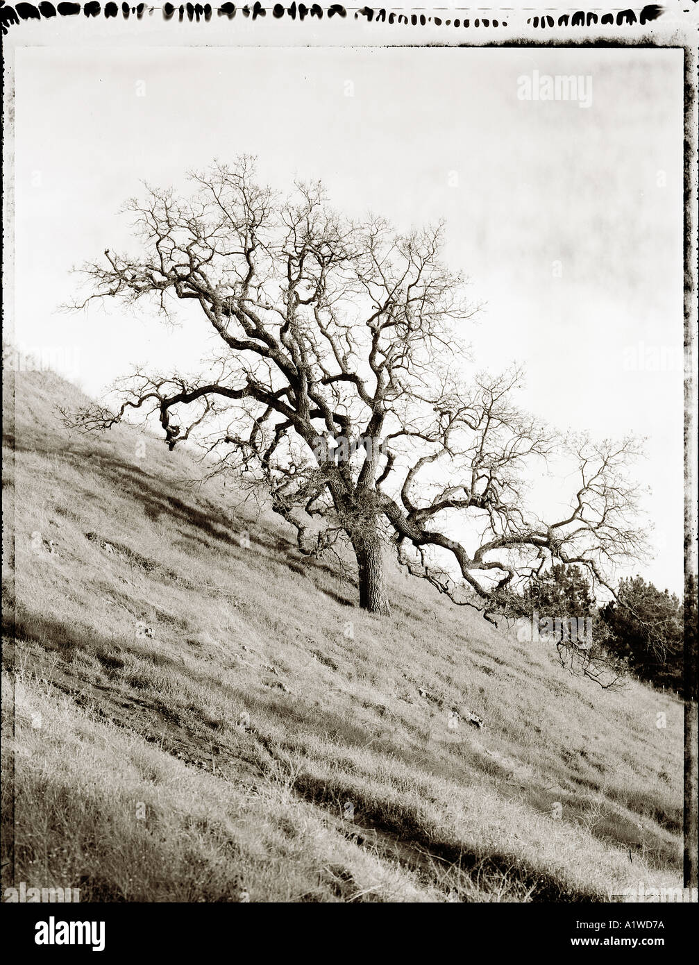 black and white image of oak tree in california Stock Photo - Alamy