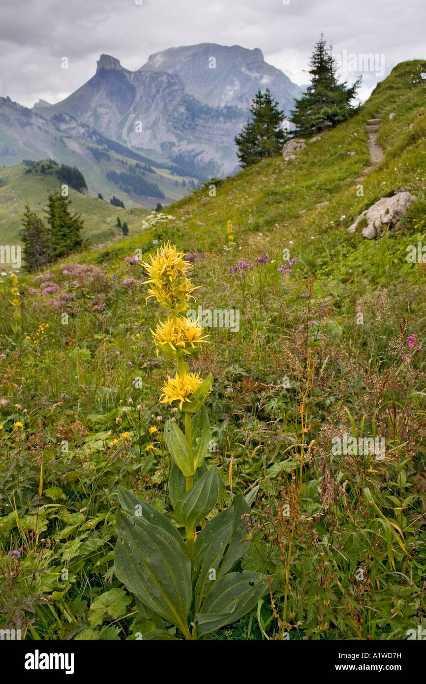 Gentiana lutea in the Alpine Garden Schynige Platte Bernese Oberland Switzerland Stock Photo