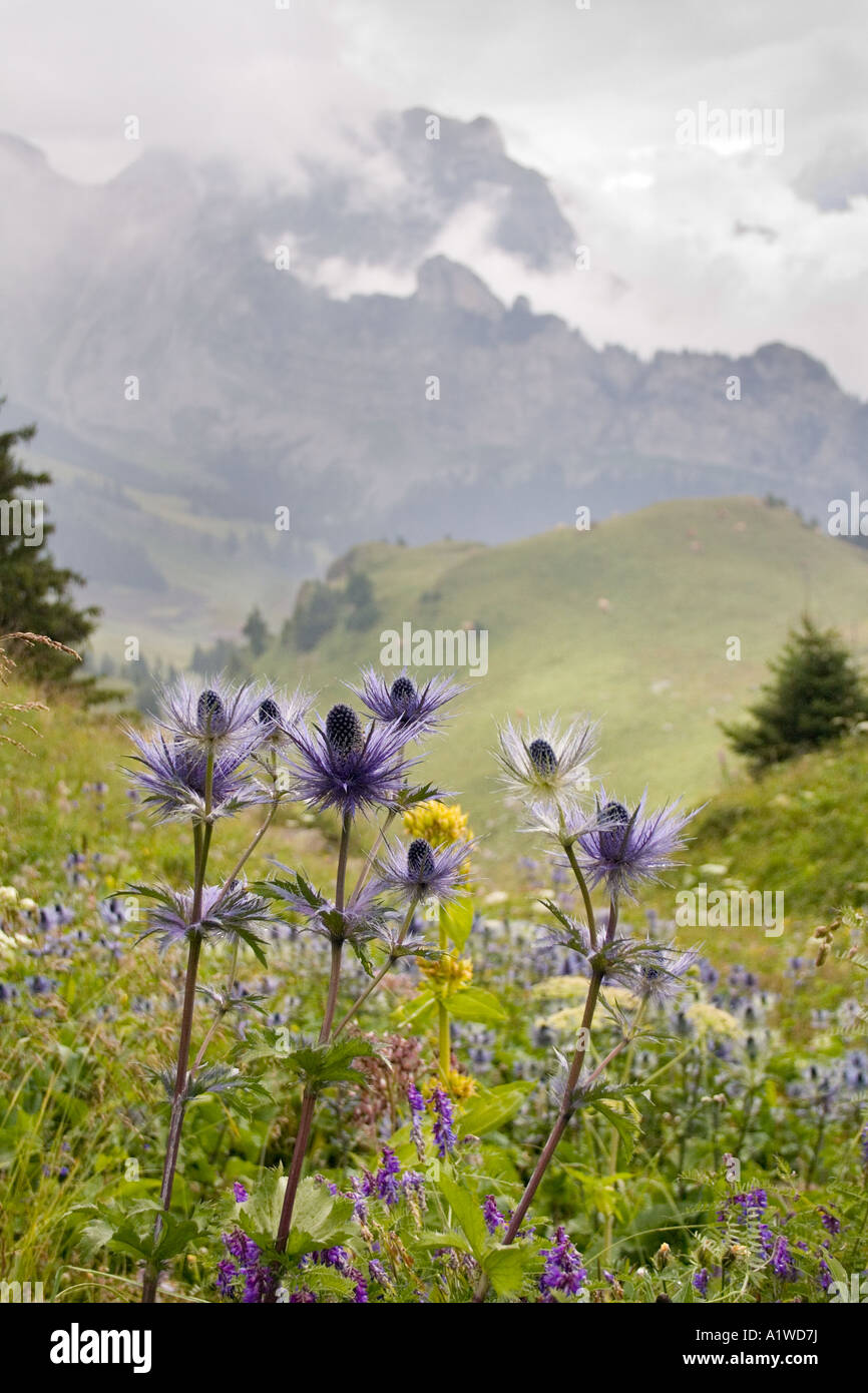 Eryngium alpinum in the Alpine Garden Schynige Platte Bernese Oberland Switzerland Stock Photo