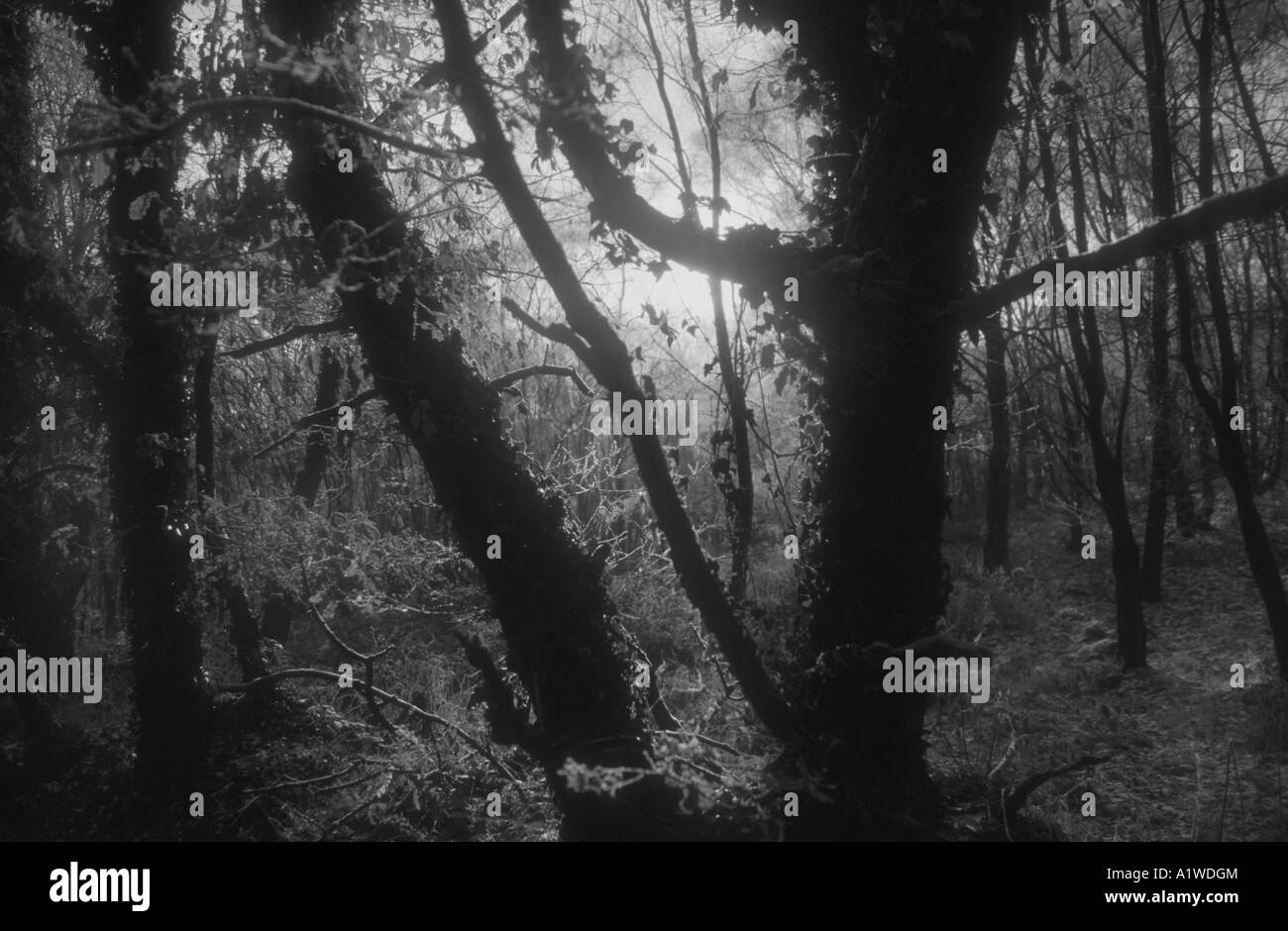 Enchanted environment Black and White Stock Photos & Images - Alamy
