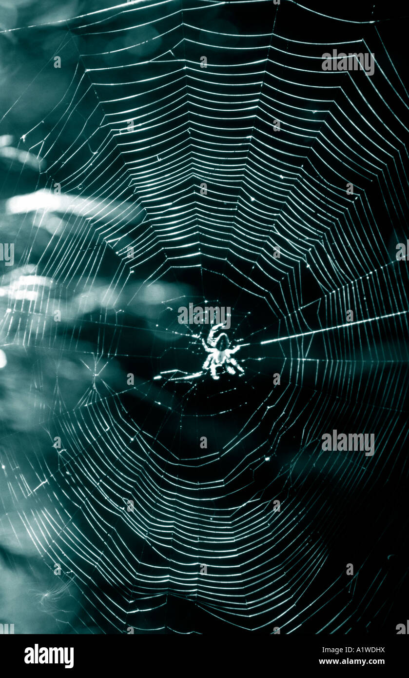 Garden Spider At The Center Of Its Web(Araneus diadematus Stock Photo ...