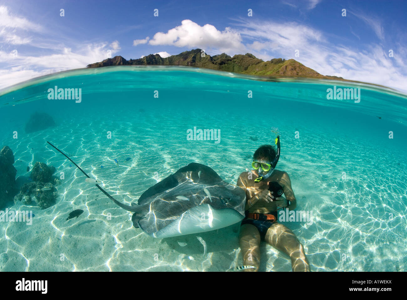 A MALE SNORKELER IS APPROACHED BY A INQUISITIVE TAHITIAN STINGRAY HIMANTURA FAI FRENCH POLYNESIA Stock Photo
