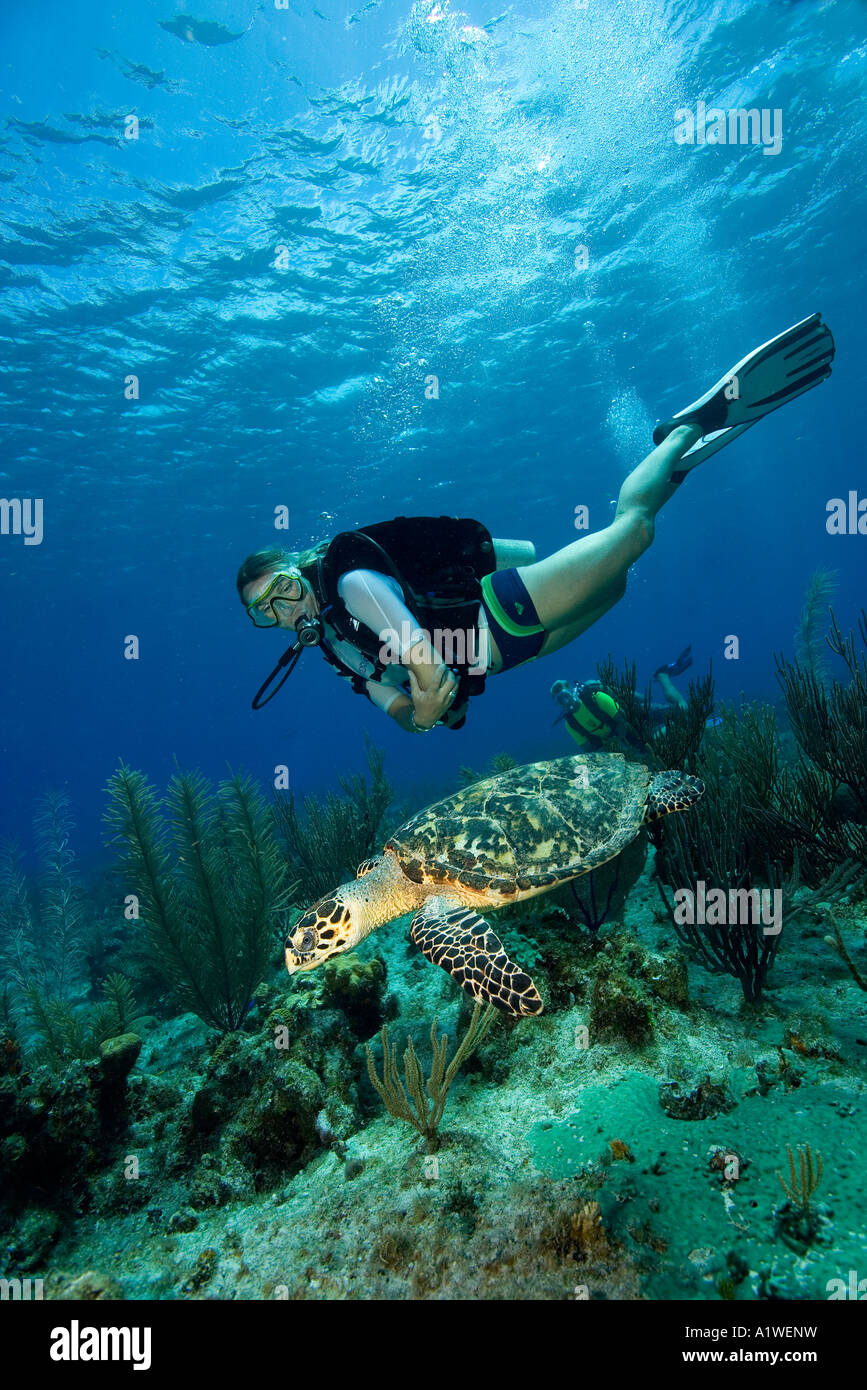 Shell Diver Turtle Scuba diver watches hawksbill sea turtle hi-res stock photography and ...
