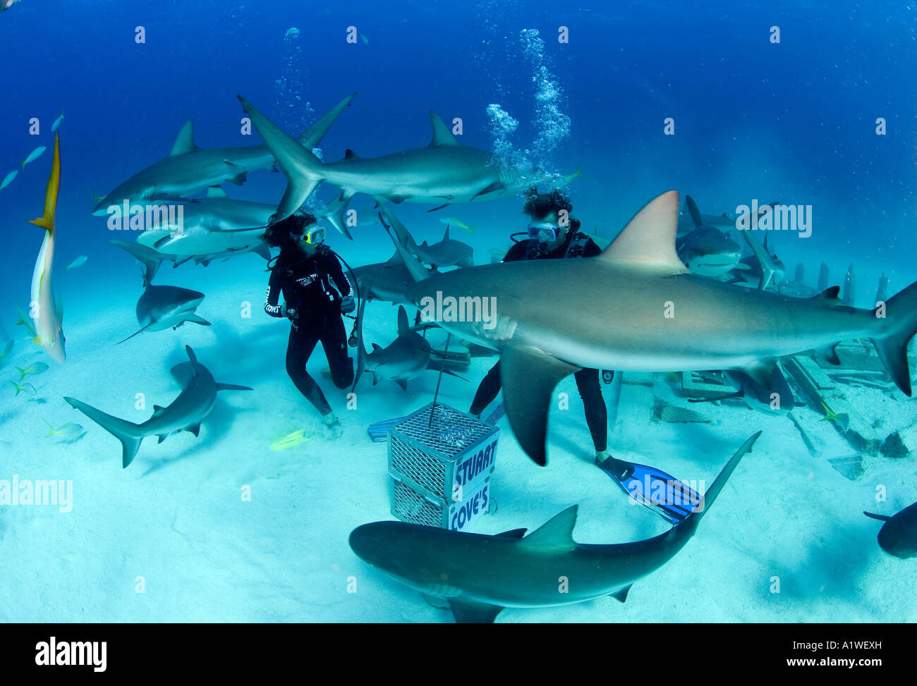 A BEVY OF CIRCLING REEF SHARKS CARCHARHINUS PEREZI LURED IN BY STUART AND MICHELLE COVE DURING A SHARK FEEDING DIVE Stock Photo