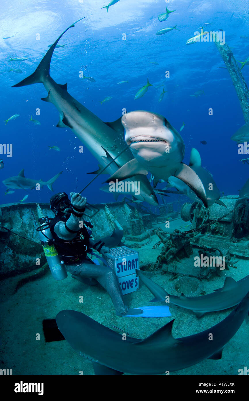 A REEF SHARK CARCHARHINUS PEREZI EXTENDS HIS UPPER JAW AS HE TAKES A BITE OF BAIT FROM A SHARK FEEDER IN A CHAIN MAIL SUIT Stock Photo