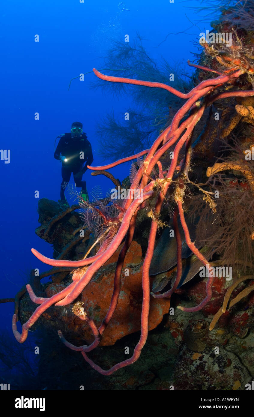 A MALE SCUBA DIVER ILLUMINATES A FLOWERY DISPLAY OF BUSHY BLACK CORAL ...