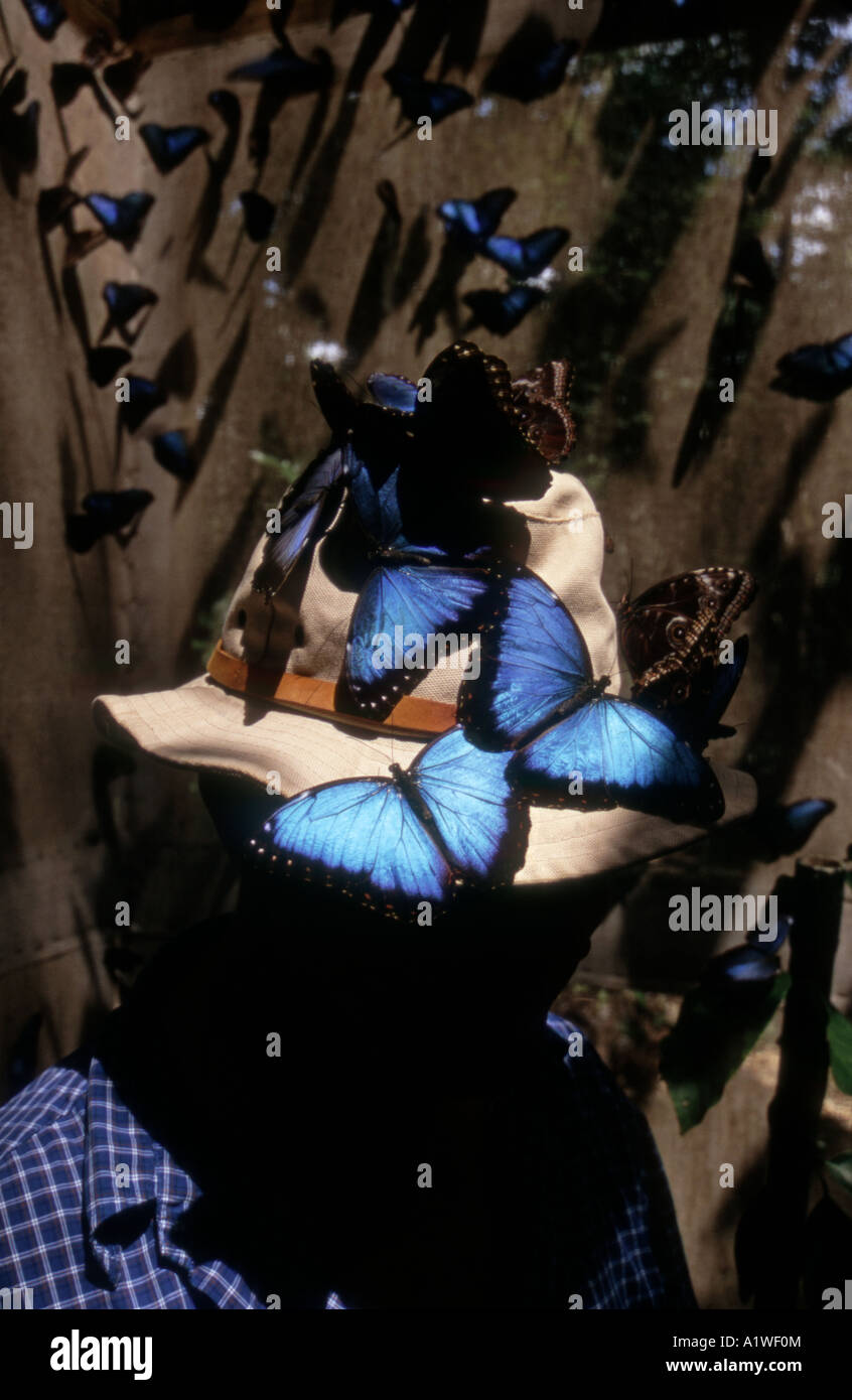 blue morpho butterflies Stock Photo