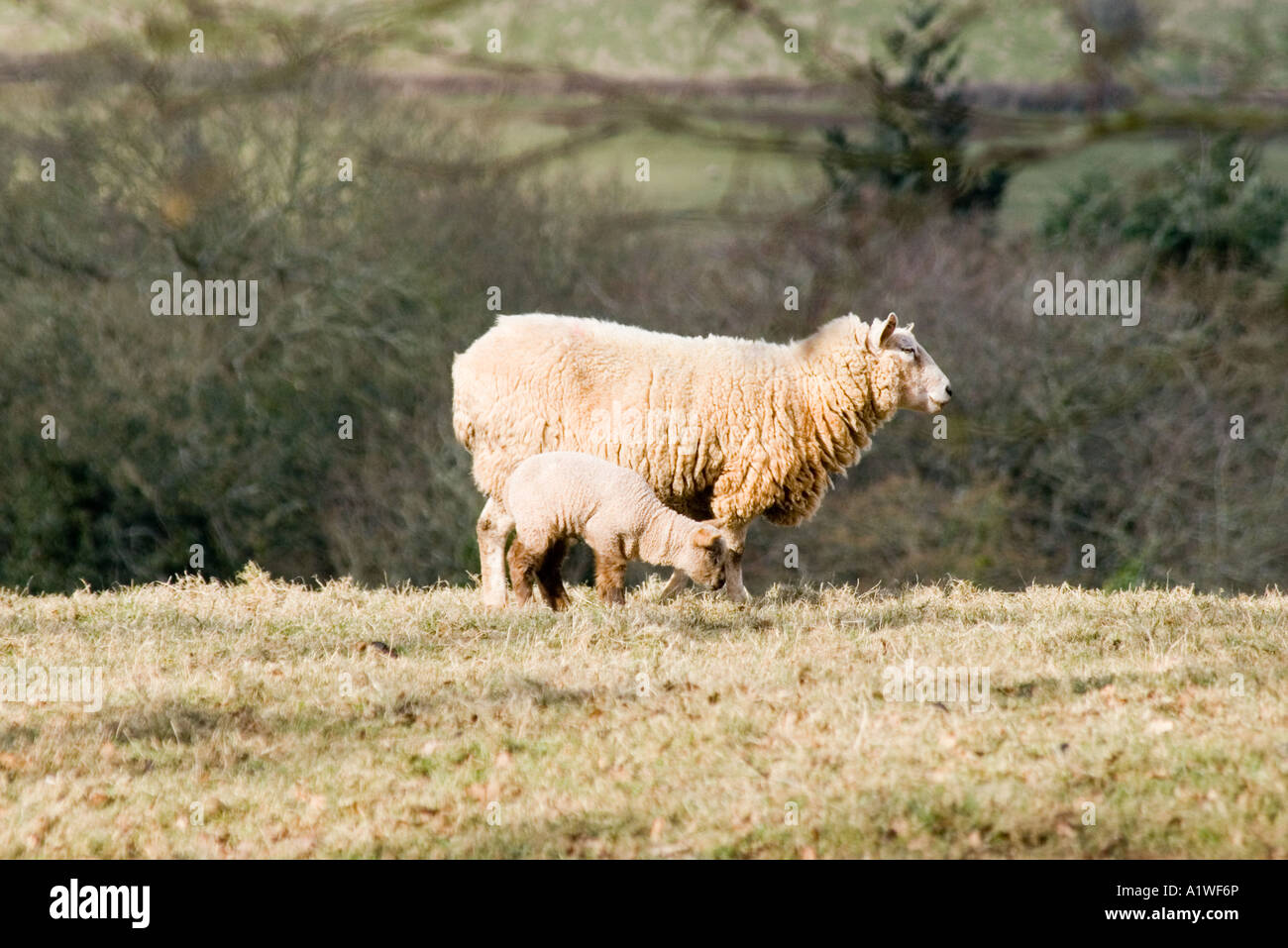 Sheep and spring lambs Stock Photo - Alamy