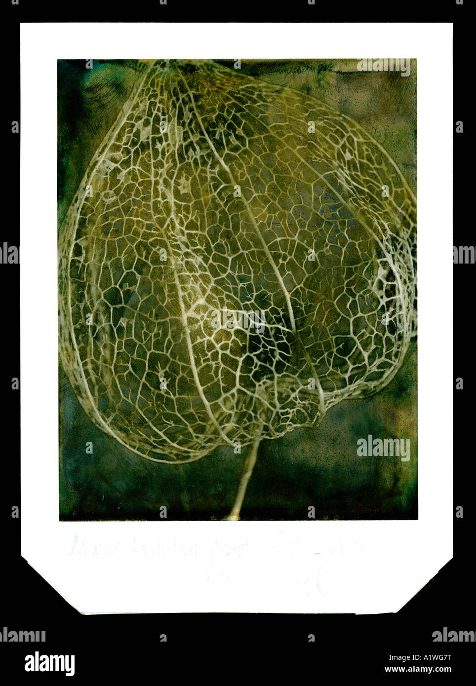 chinese lantern plant original type 55 polaroid print Stock Photo