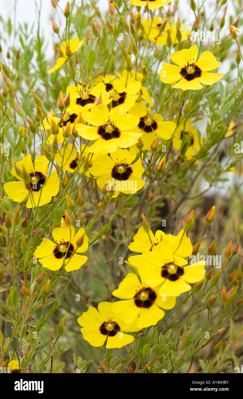 Halimium ocymoides Cistaceae flowering in garden North Yorkshire UK Stock Photo