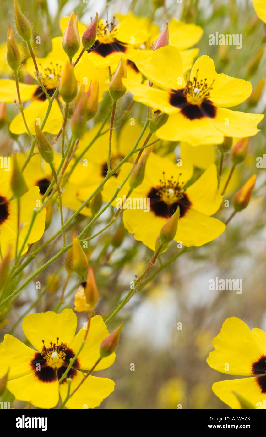 Rockrose (Halimium ocymoides) flowering, abstract flowers, in garden, North Yorkshire, England, UK, Europe Stock Photo
