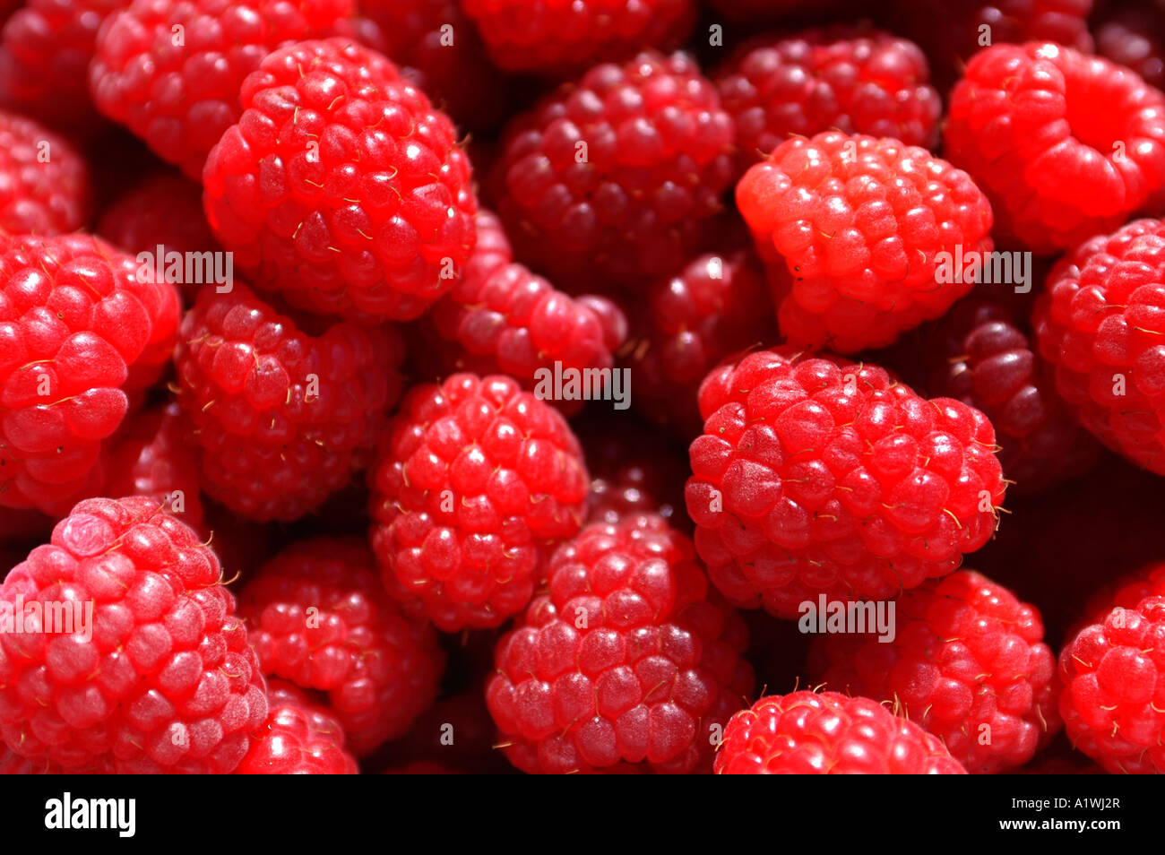 Summer Rasperberry Freshly picked summer raspberries from Devon Stock Photo - Alamy