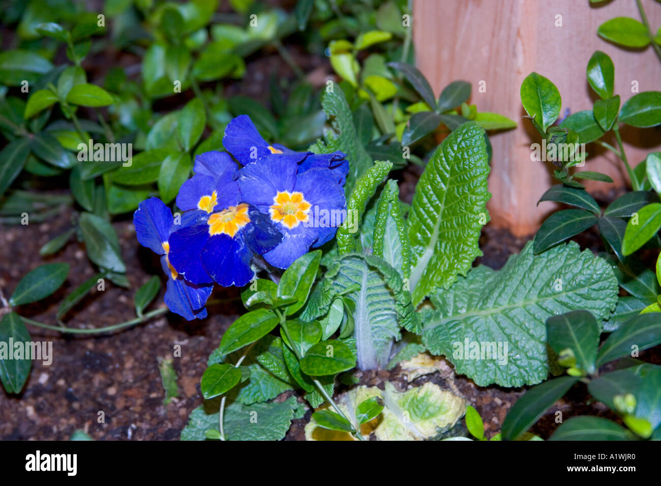 Blue Flowers With Blue Petals And Yellow And White Centers Stock Photo Alamy