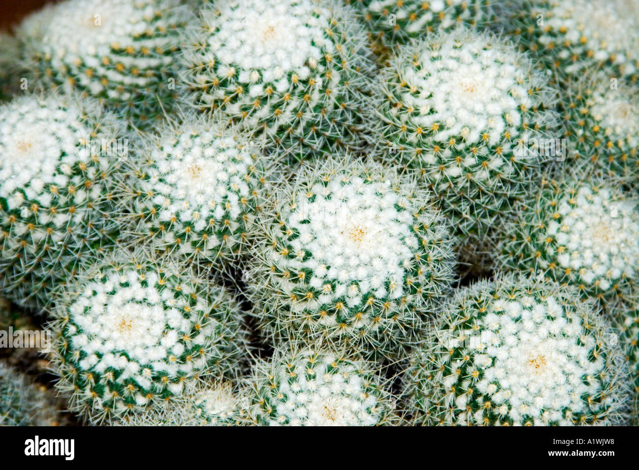 The Mammillaria compressa often called the Mother of Hundreds from the Cactaceae family. Stock Photo