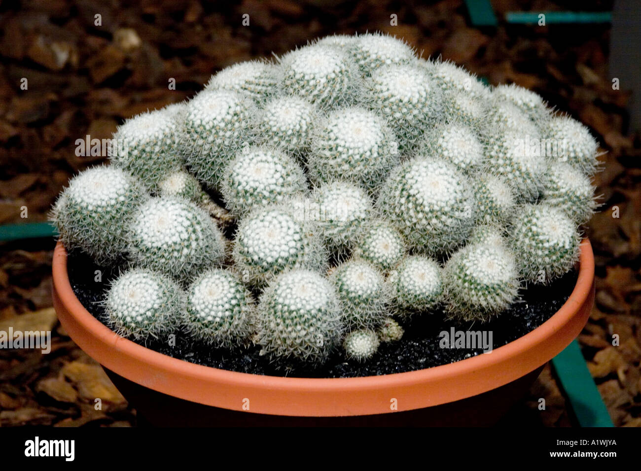 The Mammillaria compressa often called the Mother of Hundreds from the Cactaceae family. Stock Photo