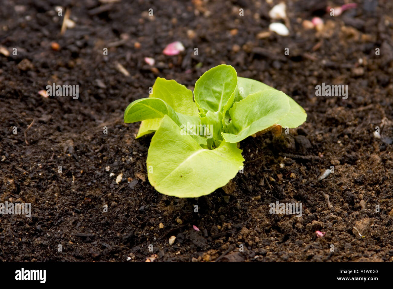 Buttercrunch Lettuce seedling in backyard garden Stock Photo Alamy