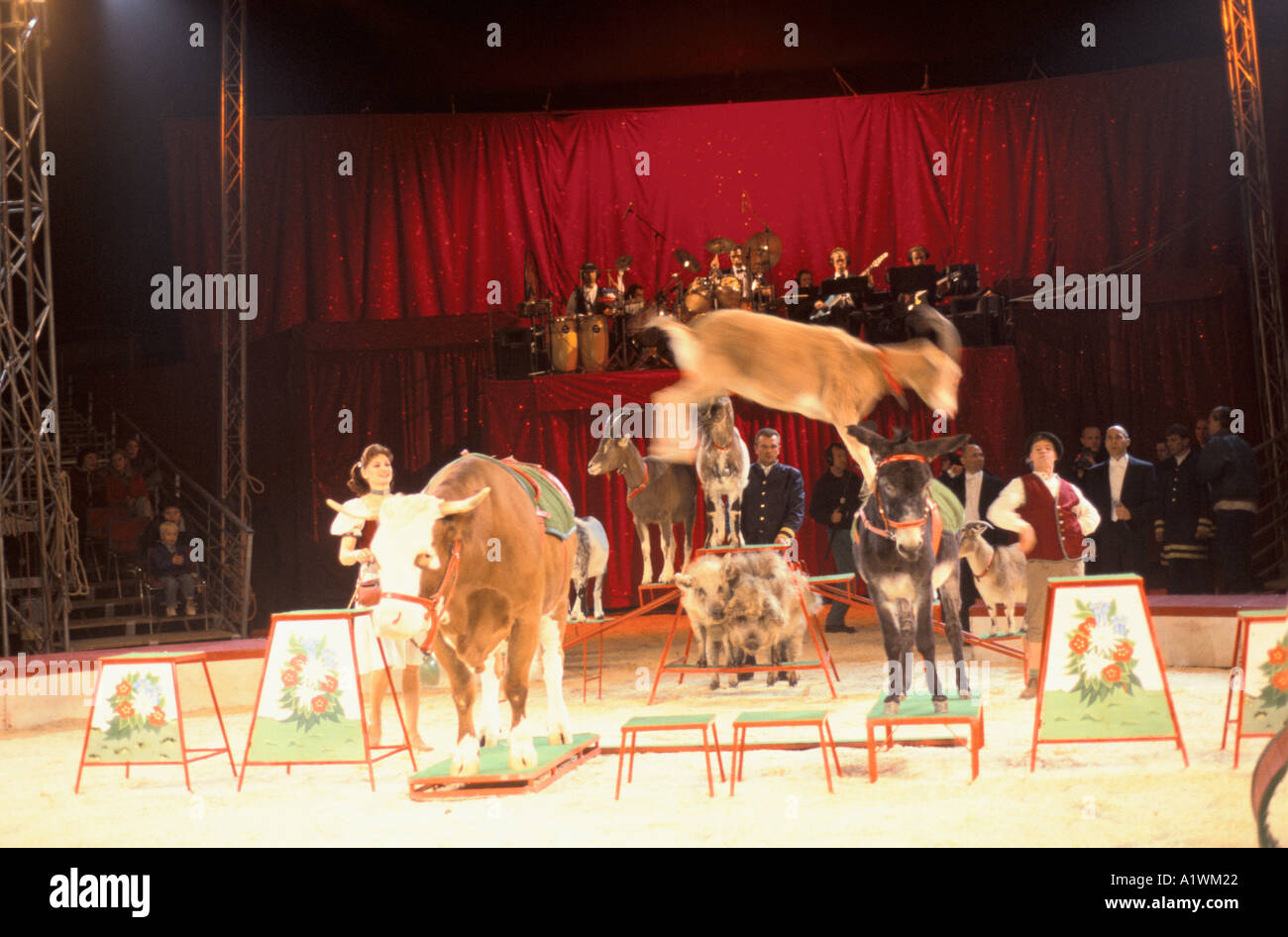 PROBST FAMILY CIRCUS SCOTT SWEDEN.Act with goat jumping over cow,donkey and pigs Stock Photo