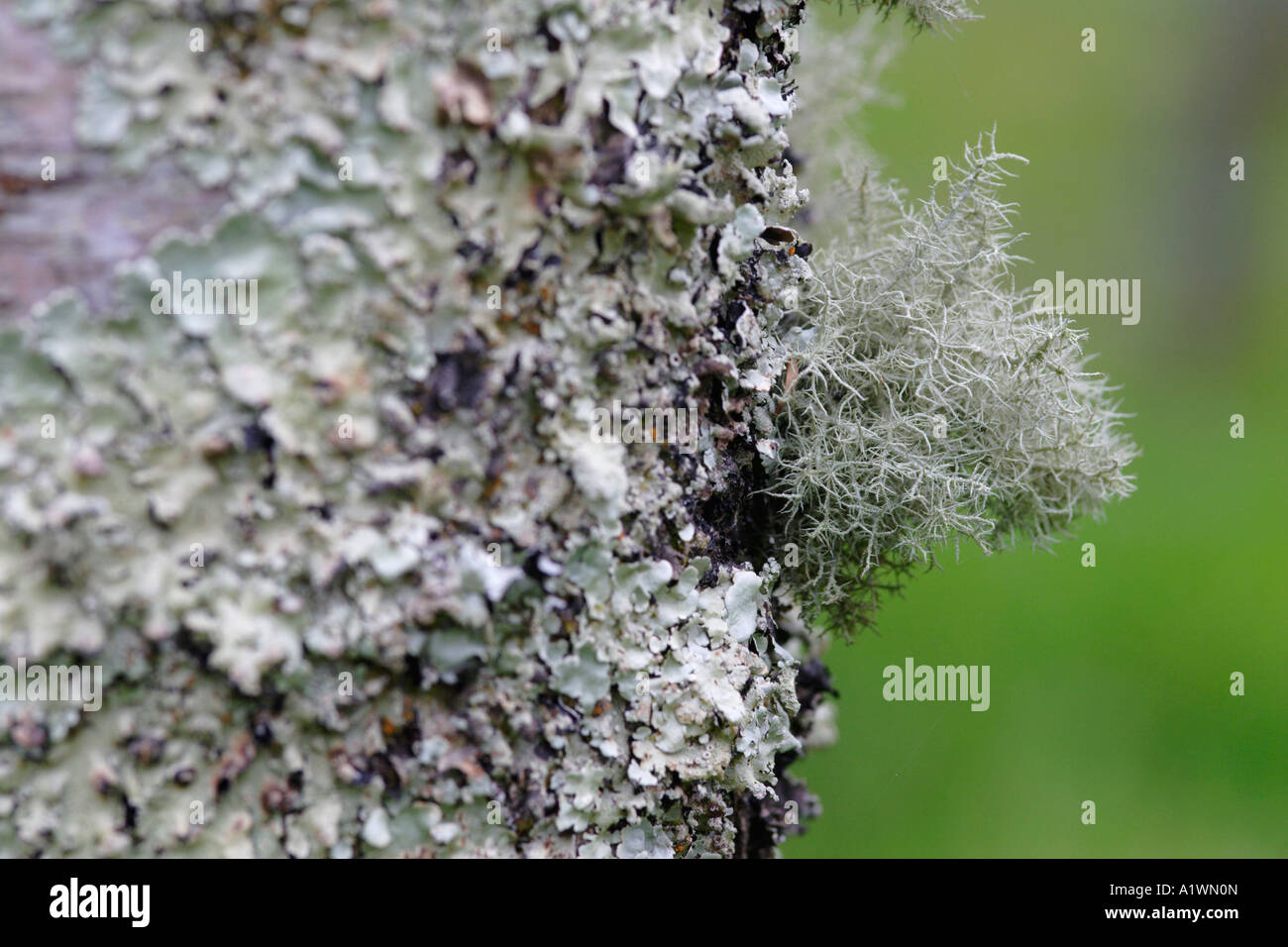 Lichen (Parmelia caperata) growing on tree trunk Stock Photo