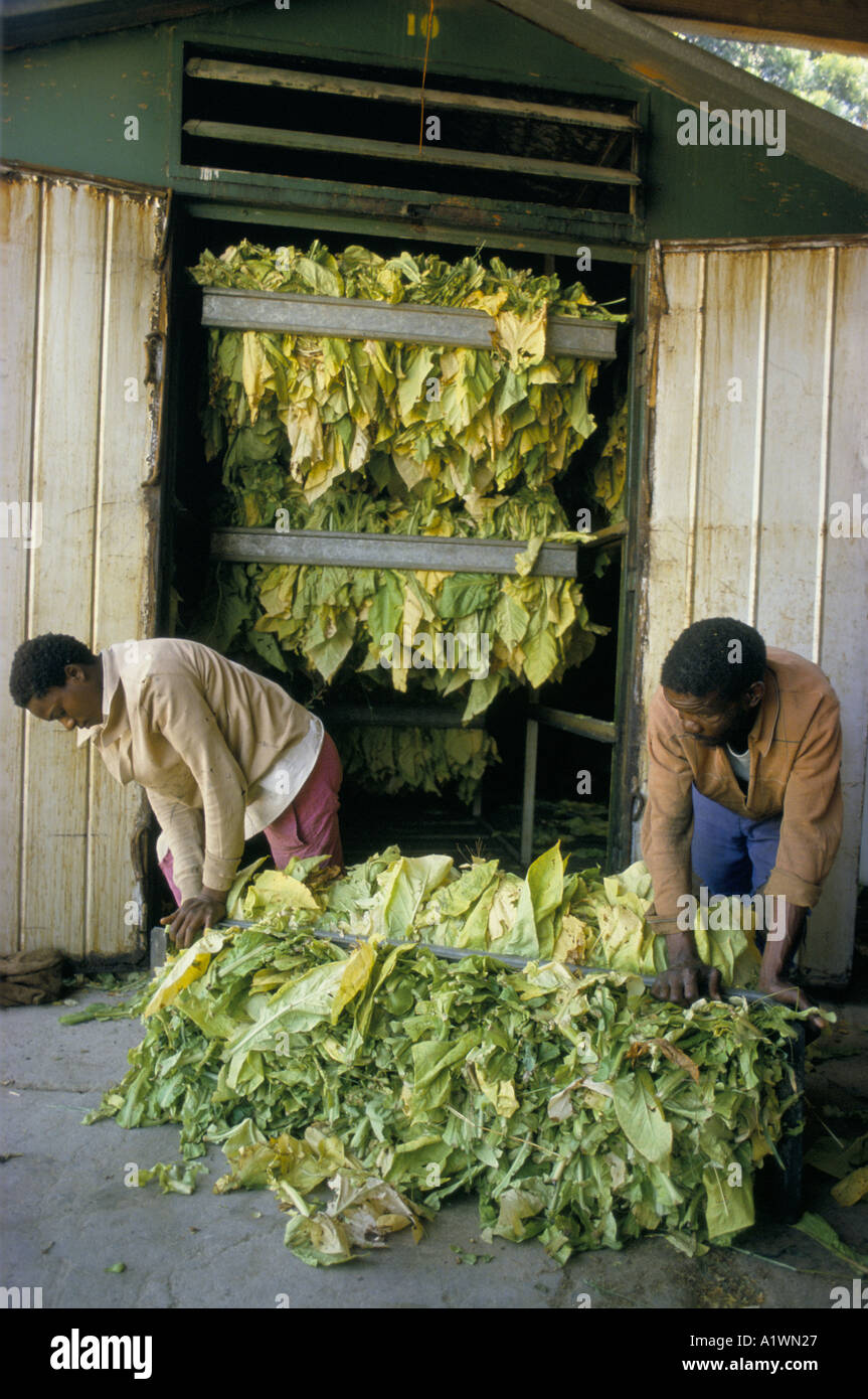 leaf tobacco africa Tobacco factory south africa hi-res stock photography and images