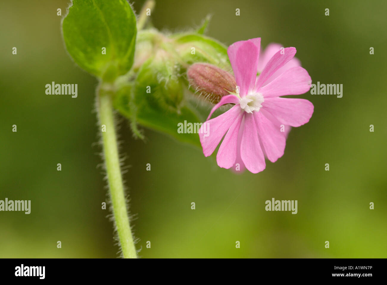 Red Campion flower (Silene dioica) England, UK Stock Photo