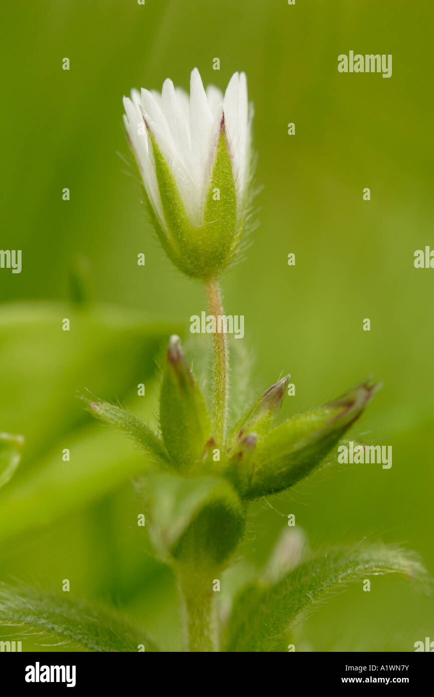 Fairy Flax (Linum catharticum) flower, England, UK Stock Photo