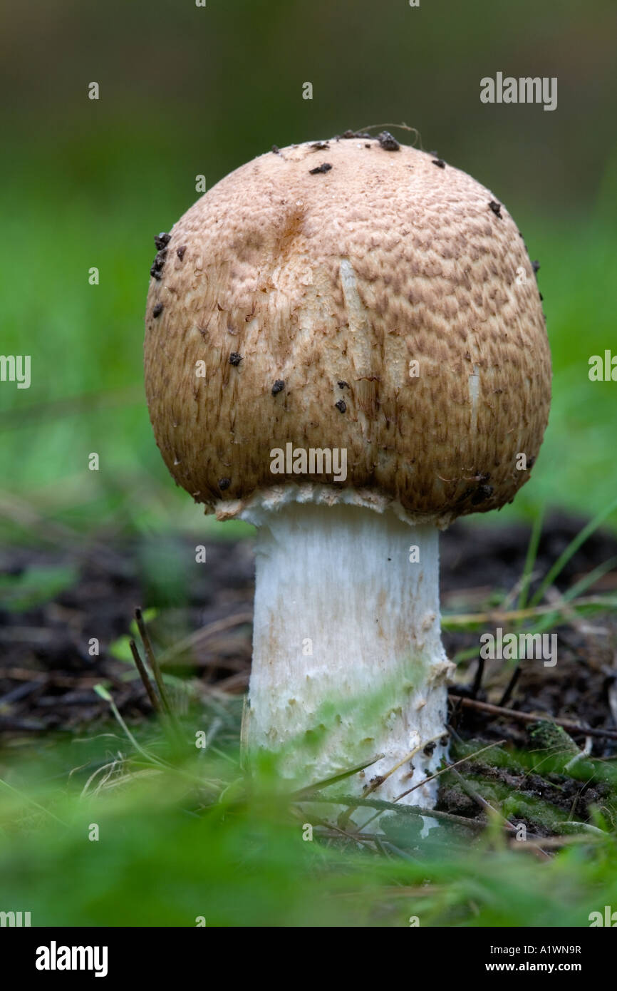 scaly wood mushroom Agaricus sylvaticus Stock Photo