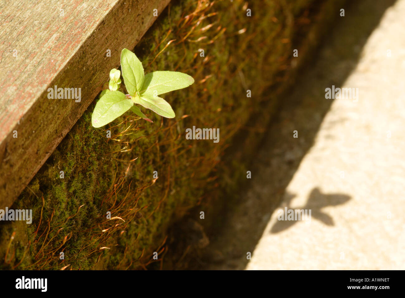 Weed growing out of wall hi-res stock photography and images - Alamy
