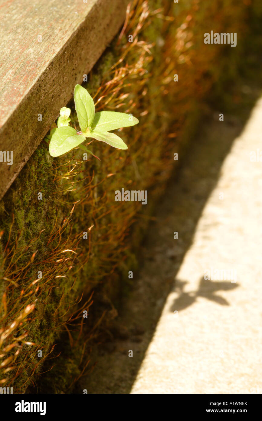 Weed growing out of wall hi-res stock photography and images - Alamy