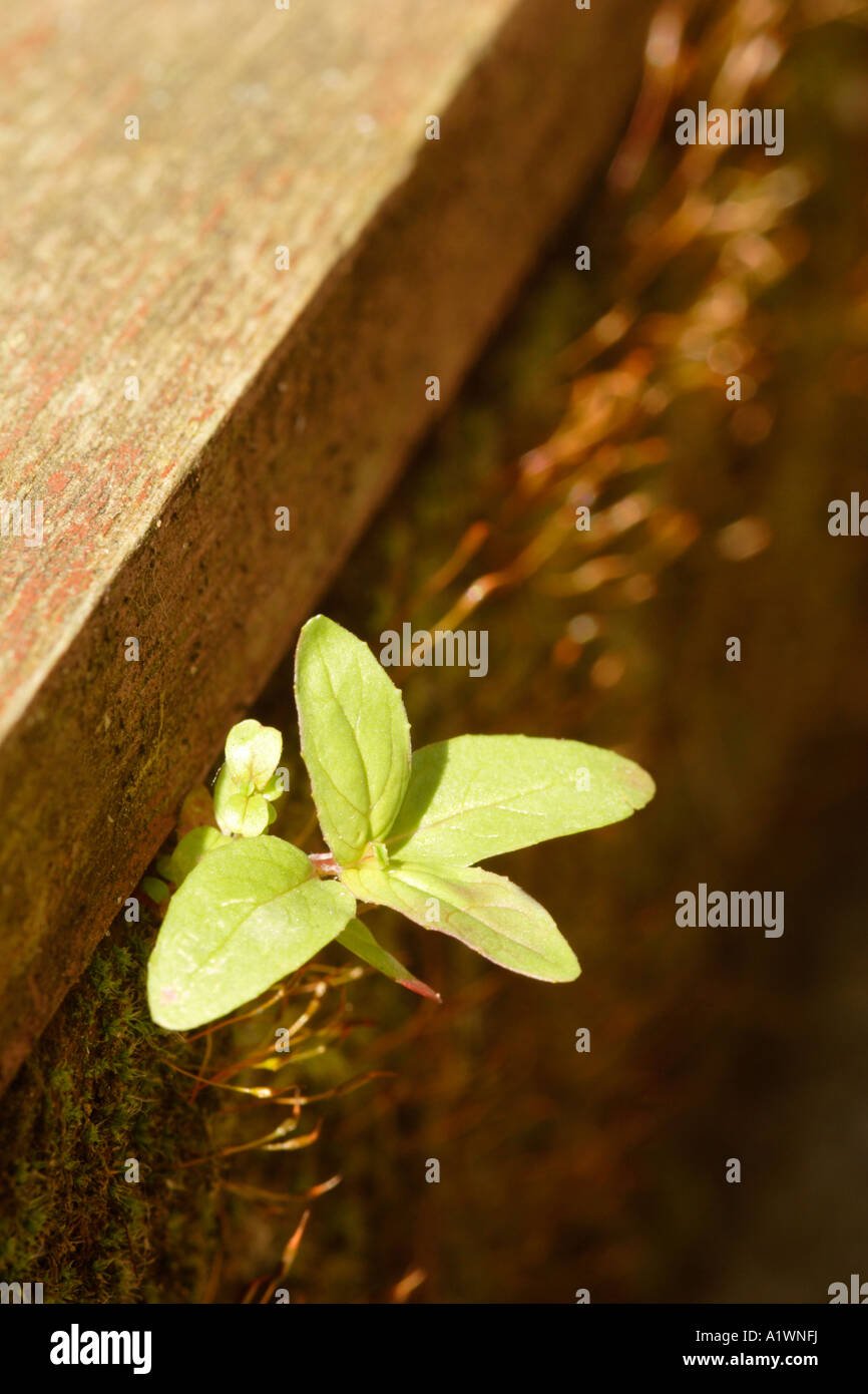 Weed growing out of wall hi-res stock photography and images - Alamy