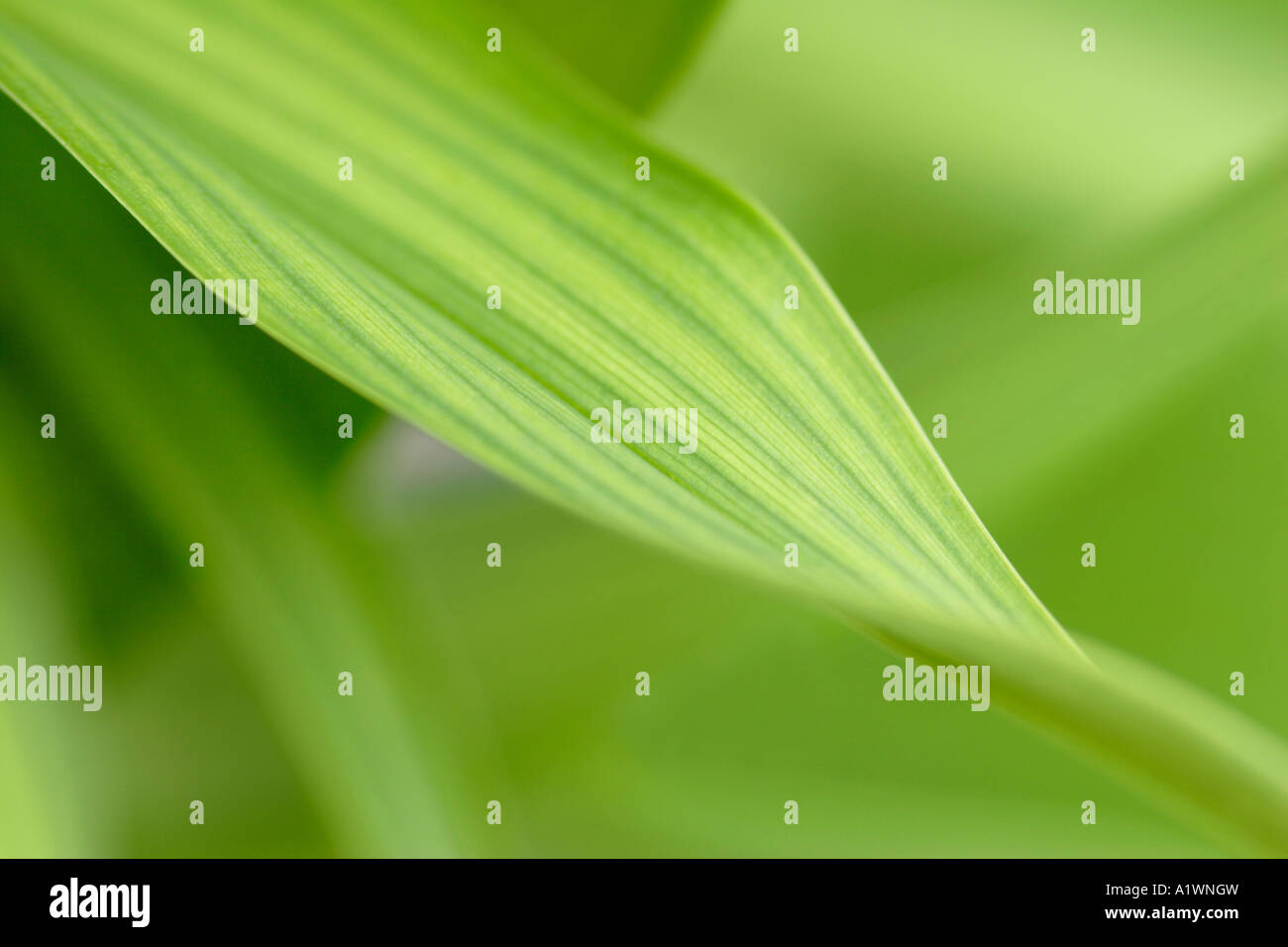 Green leaf veins detail close up UK Stock Photo - Alamy