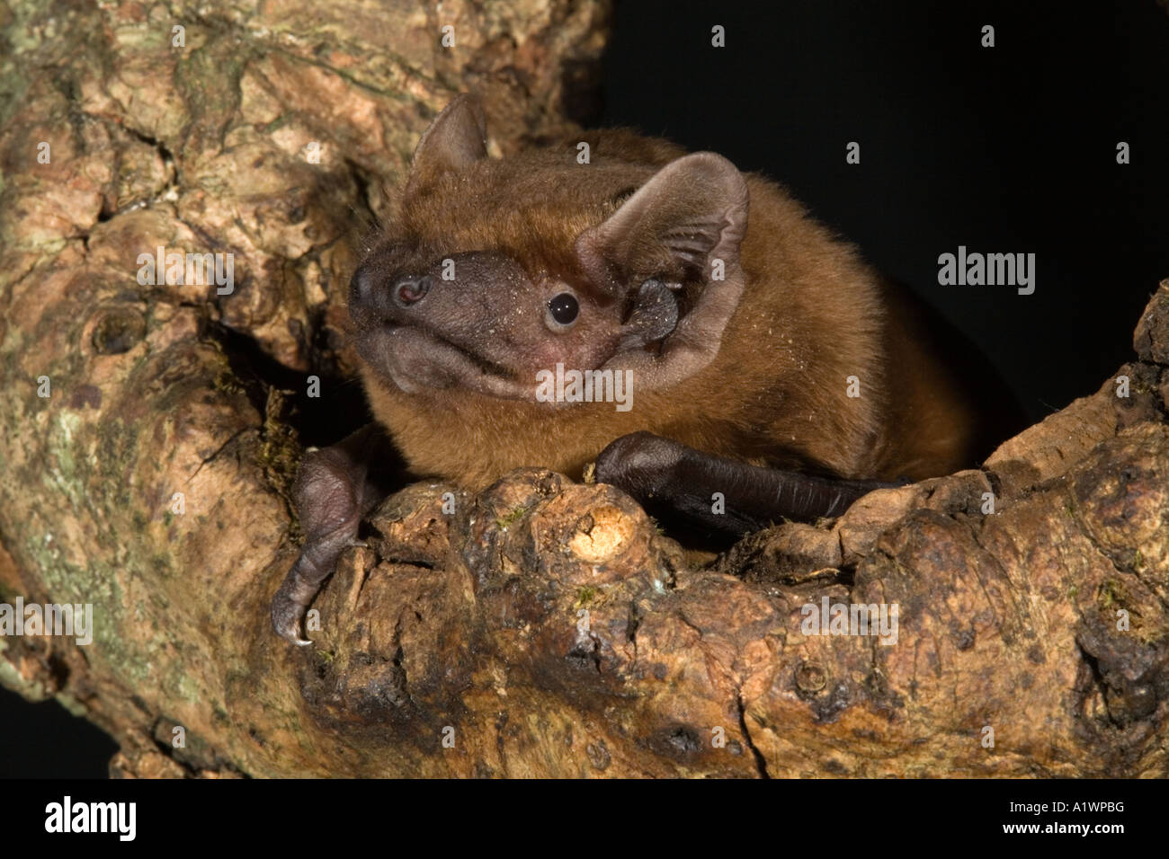 noctule bat Nyctalis noctua close up in tree hole Stock Photo - Alamy