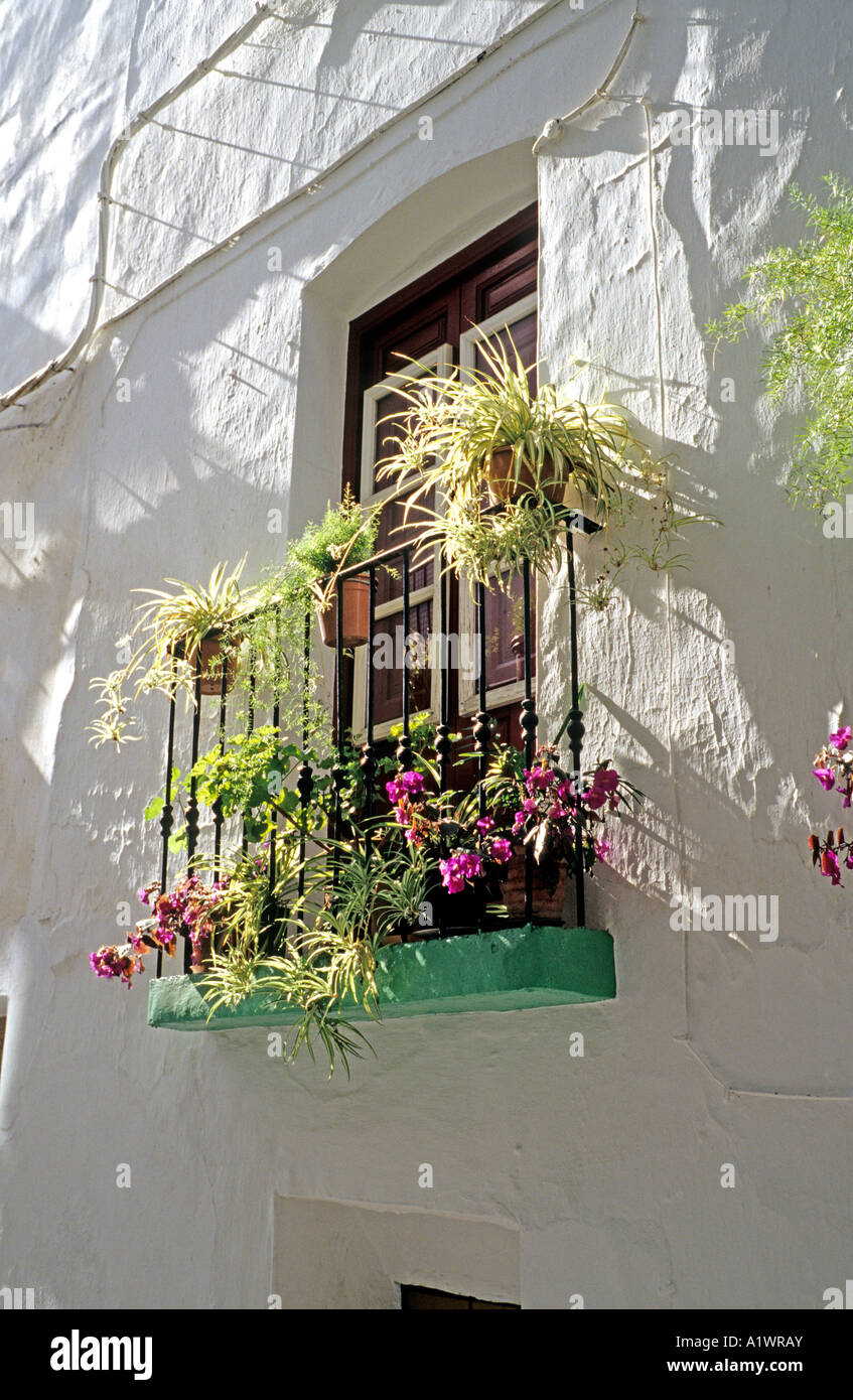 Attractive window gardens down a narrow sunlit lane in Competa Andalusia Spain Europe EU Stock Photo