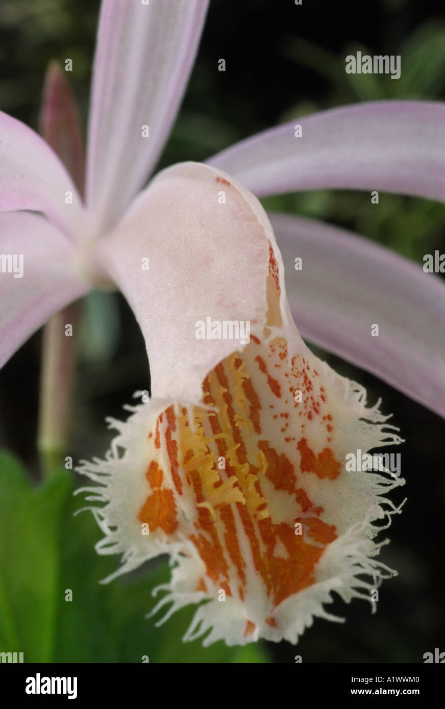 Pleione Eiger grex.  Terrestrial or lithophytic orchid. Stock Photo