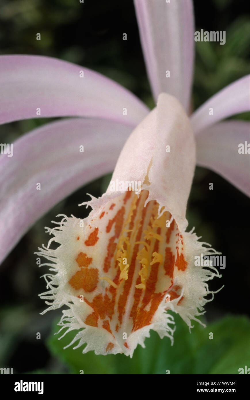 Pleione Eiger grex.  Terrestrial or lithophytic orchid. Stock Photo