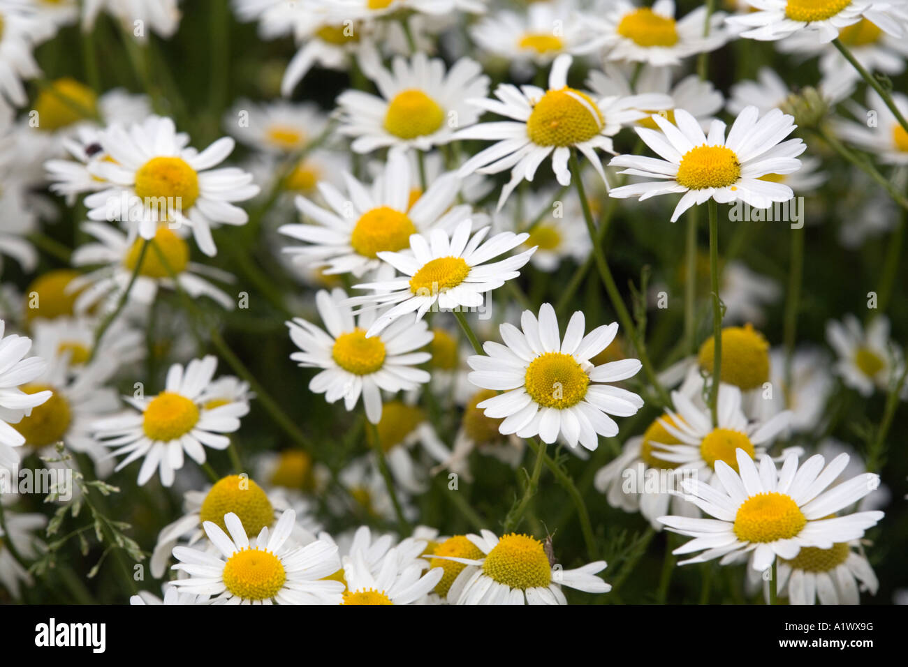scentless mayweed Matricaria perforata Stock Photo Alamy