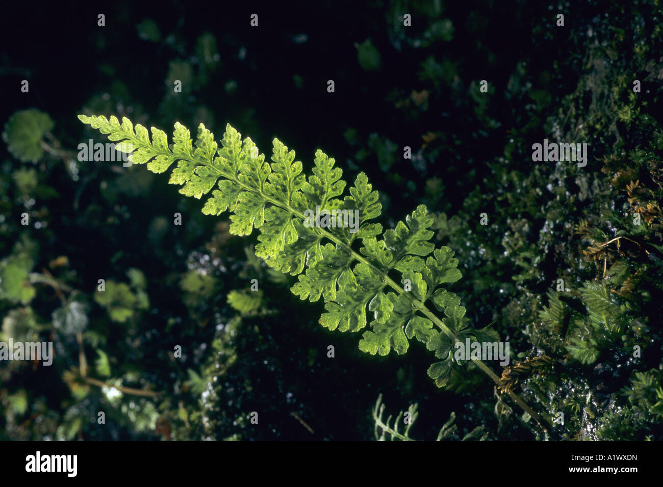 diaphanous bladder fern Cystopteris diaphana growing in Cornwall Stock Photo