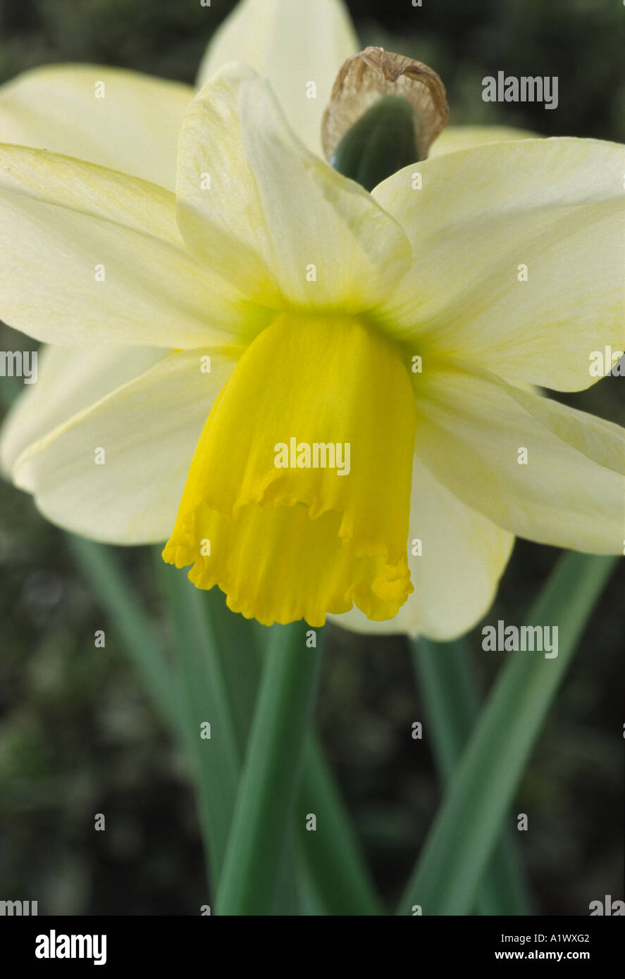 Narcissus 'Greenlet'. Division six 6 Cyclamineus Daffodil. Stock Photo